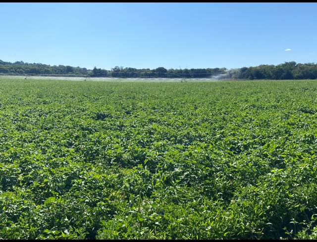 20HA FARM FOR SALE IN WEENEN